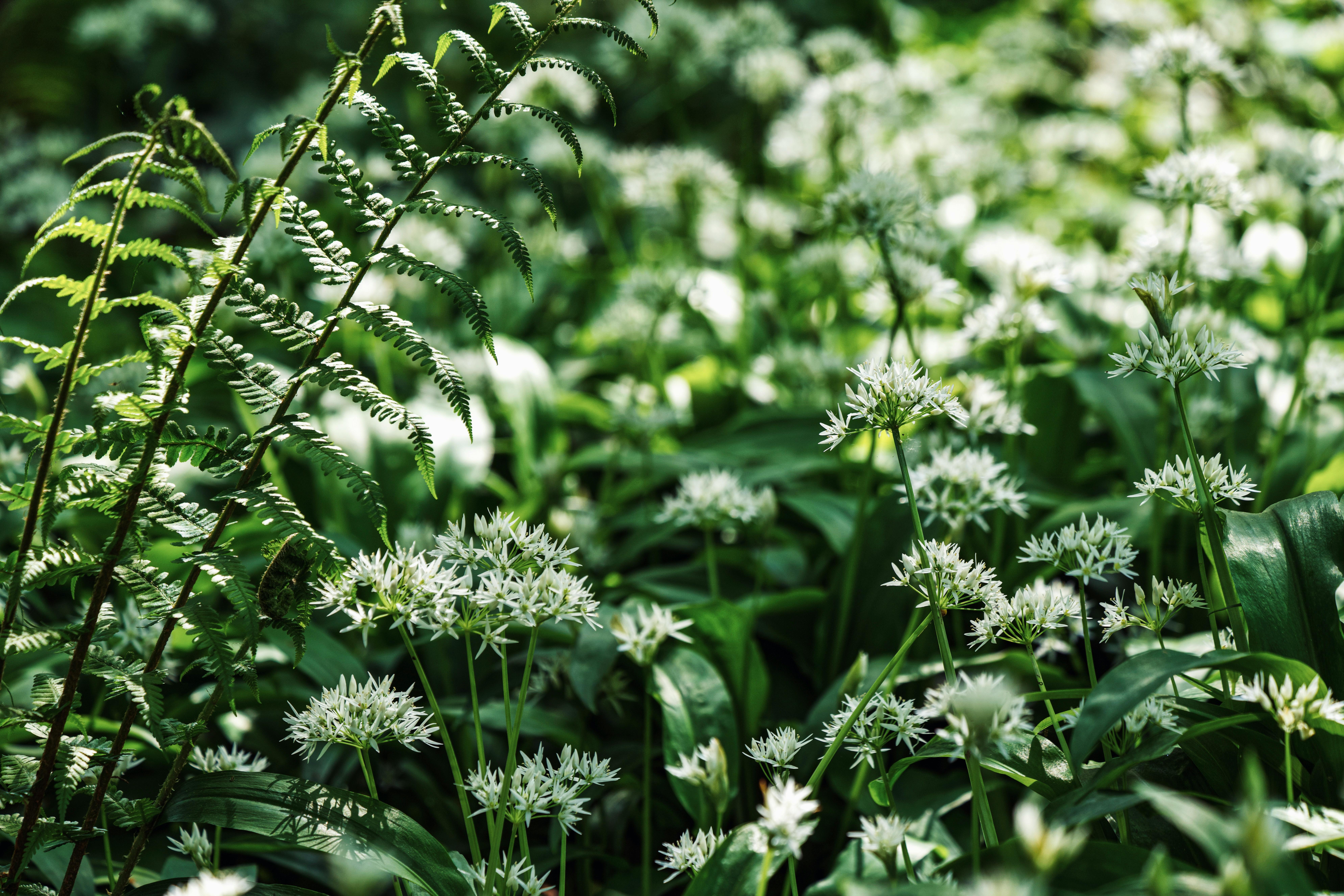 Ail des ours, bienfaits printemps et culture